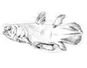 coelacanthe.png