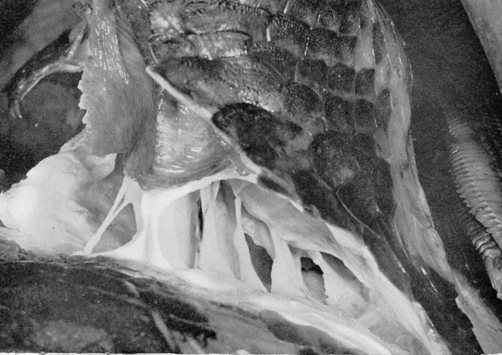 partie coelacanthejpg