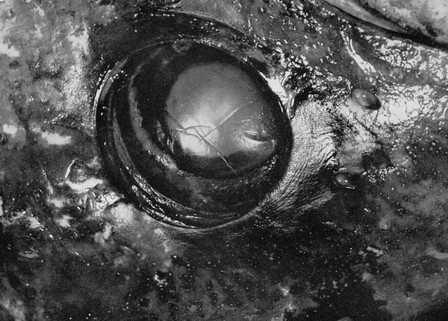 partie coelacanthe ajpg