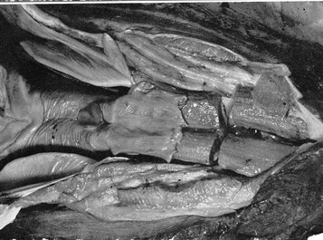 partie coelacanthe b.jpg