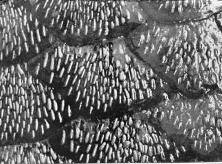 partie coelacanthe e.jpg