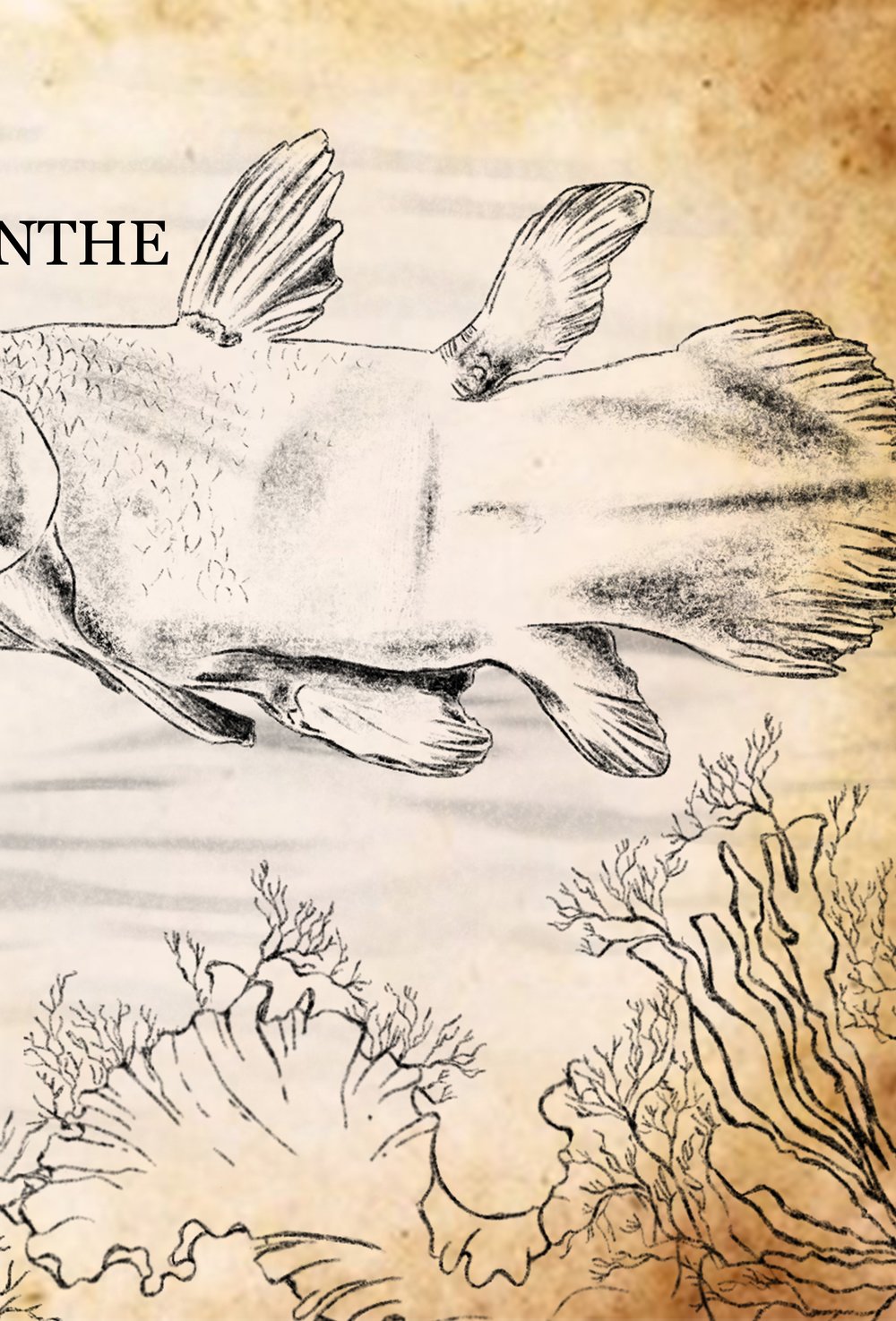 SLITH COELACANTHE 2.jpg