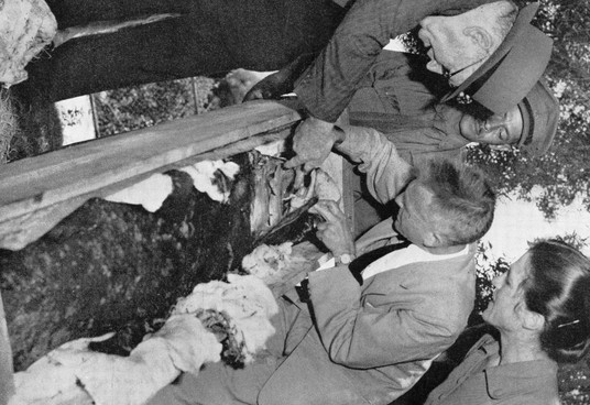 Smith et coelacanthe 2.jpg